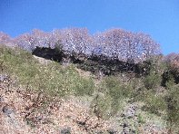 qua Rocca20100328 037